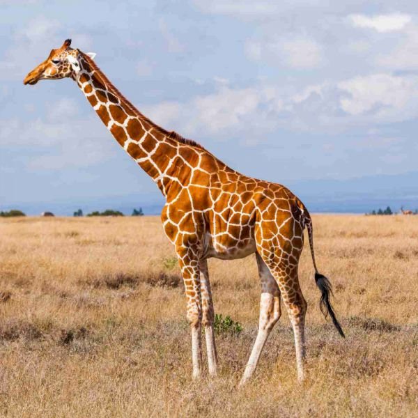 Пъзелът на жирафа онлайн пъзел