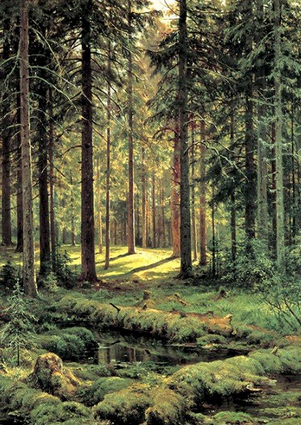 Pădure de conifere dimineața puzzle online
