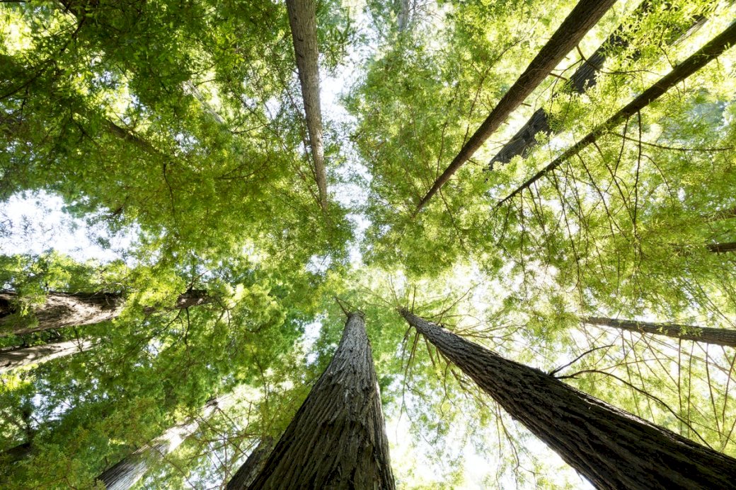 Lombhullató fák koronái kirakós online