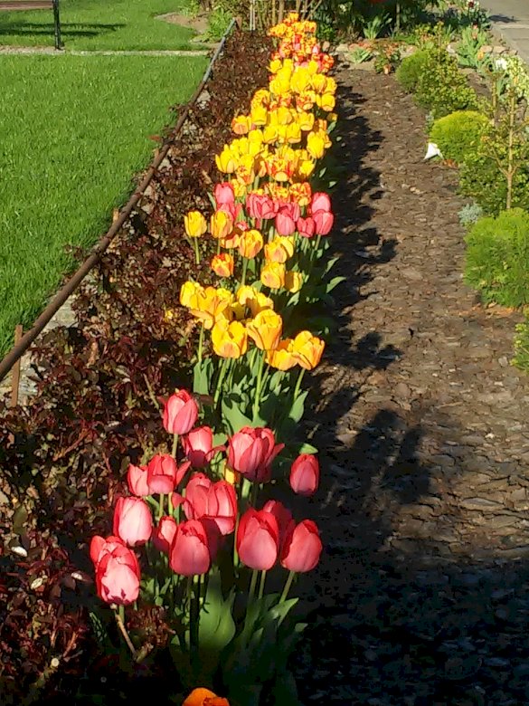 tulips jigsaw puzzle online