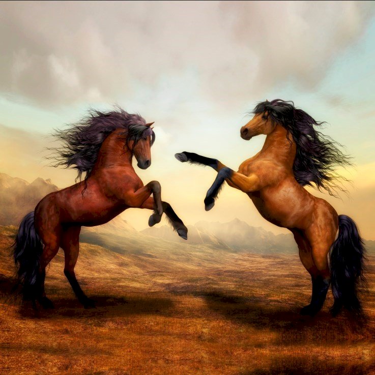Paarden, prachtige dieren online puzzel