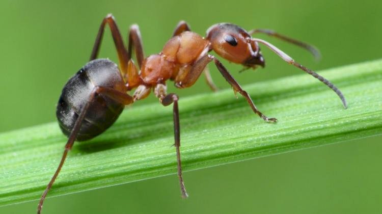 мравки - насекоми онлайн пъзел