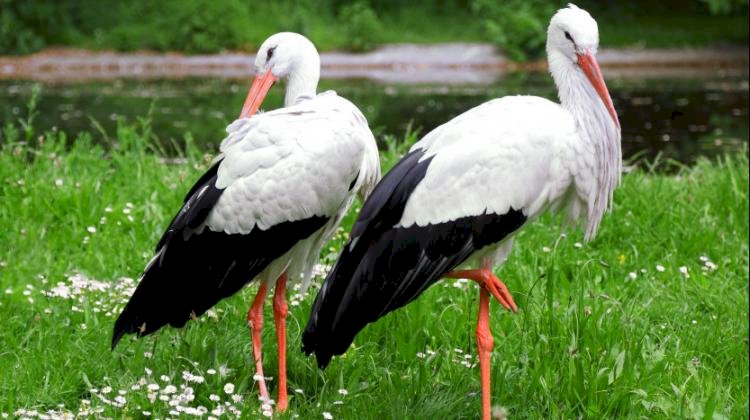 storks in the meadow online puzzle