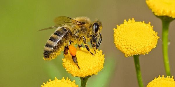 abeille puzzle en ligne