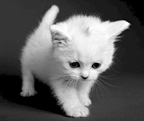 Λευκό γατάκι παζλ online
