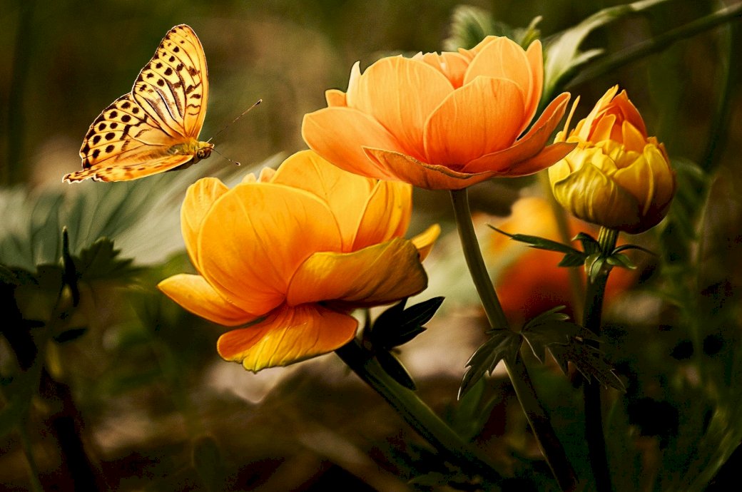 flores e borboleta puzzle online