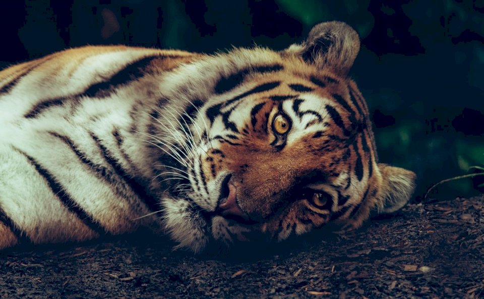 Luna, sibiřský tygr skládačky online