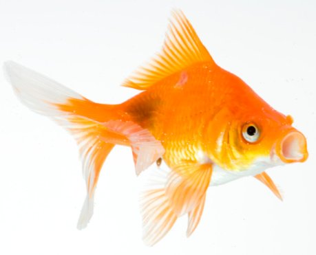 Gold fish jigsaw puzzle online