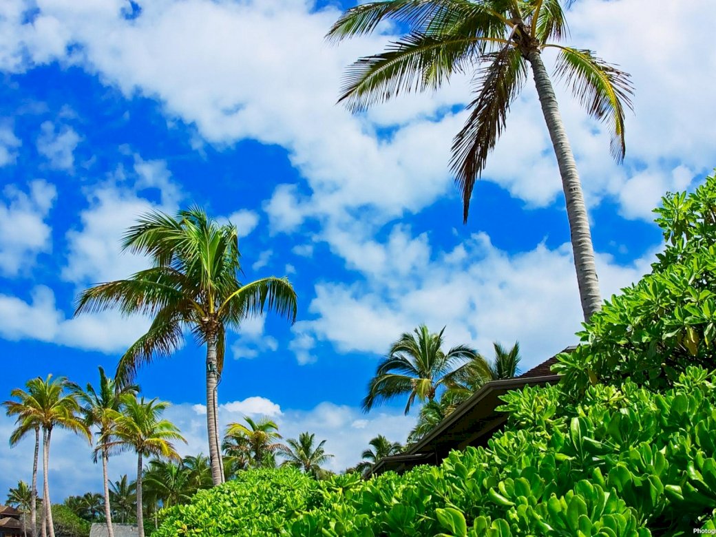 palm_trees_sky_clouds_brightly jigsaw puzzle online