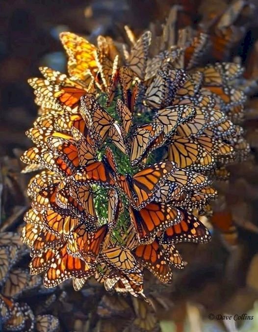 motýli online puzzle