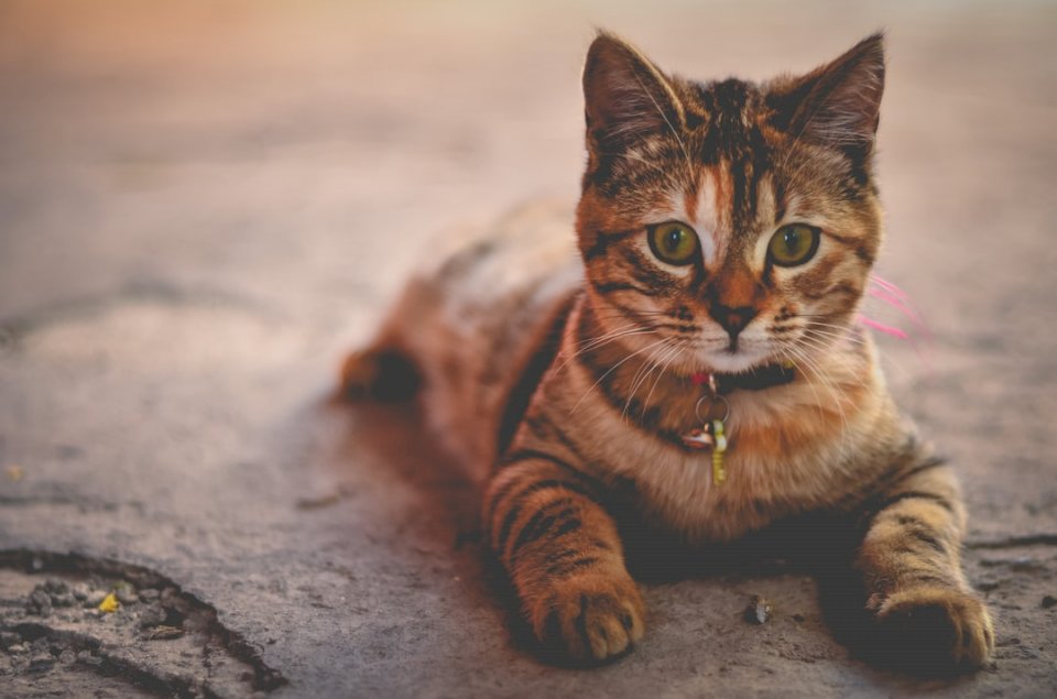 Полосатый тигровый котенок онлайн-пазл