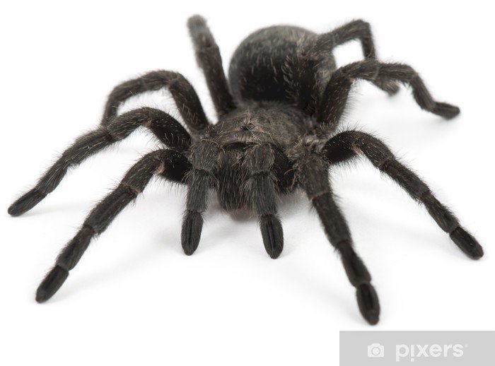 Spinne, Tiere, Wiese, Mai Puzzlespiel online