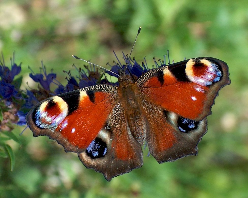 Schmetterling, Wiese, Tiere, Mai Online-Puzzle