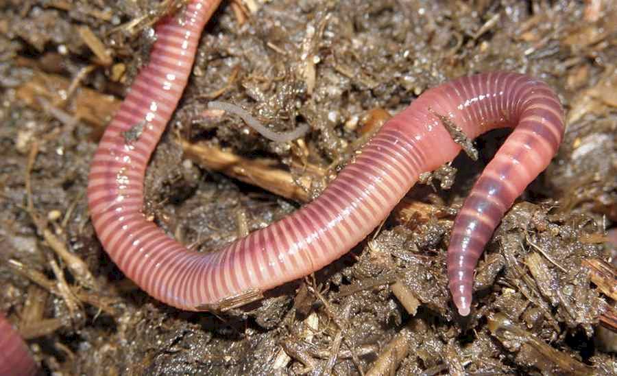 Earthworm, meadow, animal, May online puzzle