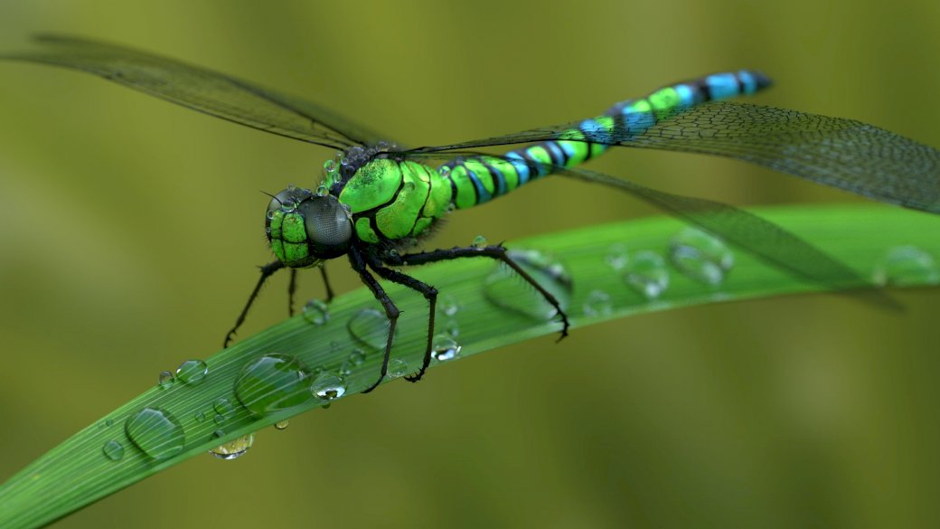 Dragonfly, dieren, weide, mei legpuzzel online