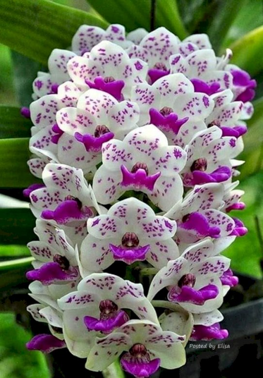 Orchidee. legpuzzel online