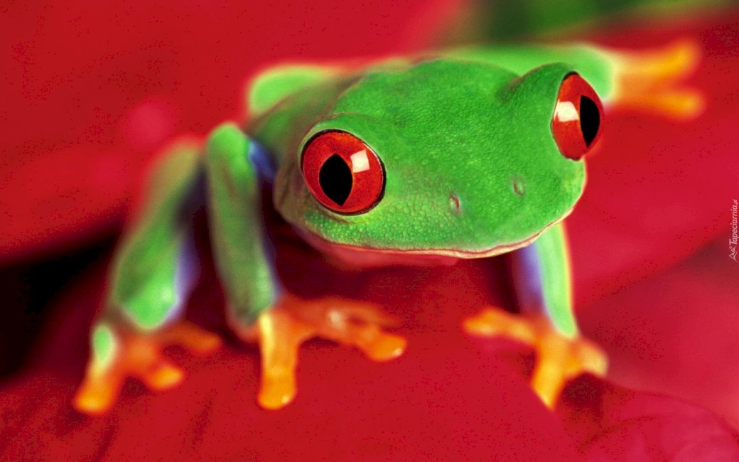 Frog tree frog Stasia and Poli jigsaw puzzle online