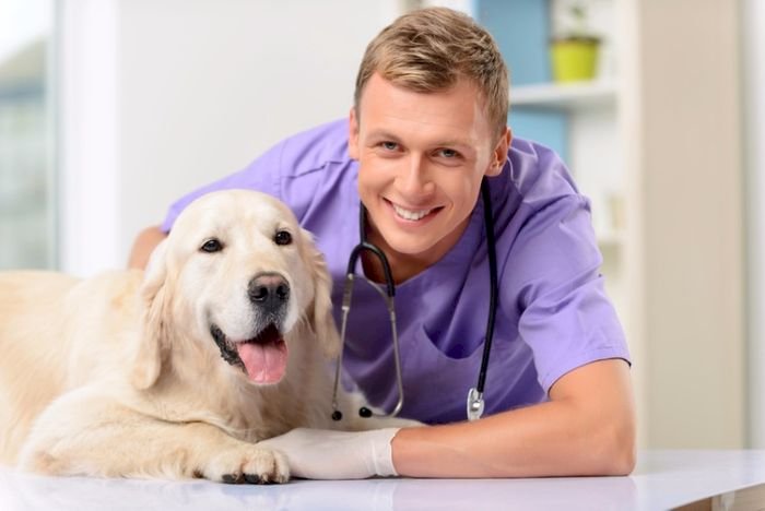 κτηνίατρος παζλ online