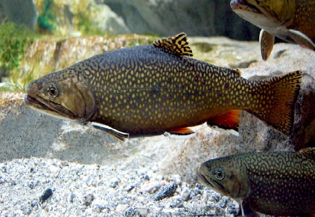 Trout spawning jigsaw puzzle online
