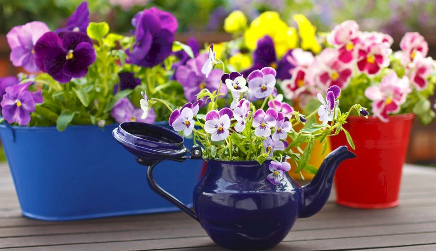 Colorful Pansies In Containers online puzzle