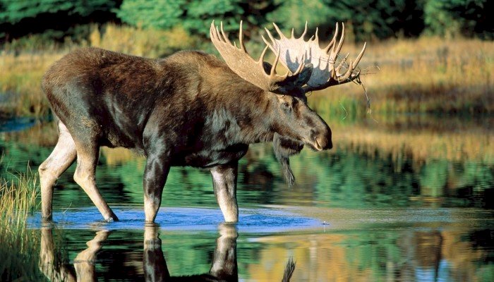 Elk In The Lake jigsaw puzzle online