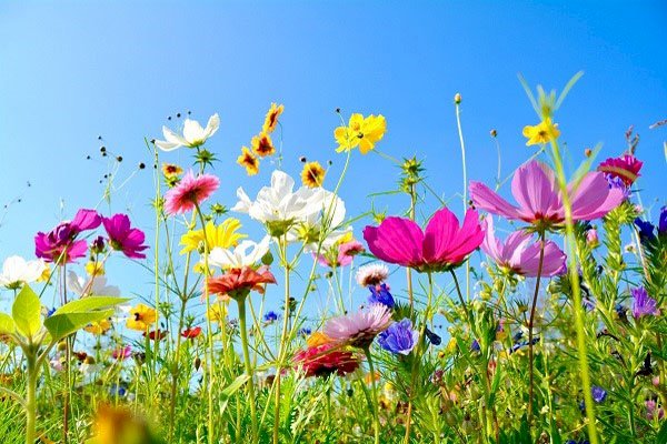 Prado de flores rompecabezas en línea