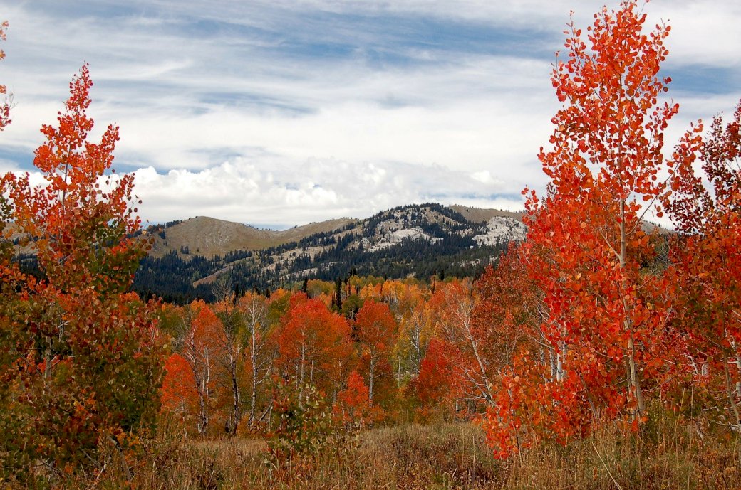 Vistas do outono do Colorado quebra-cabeças online