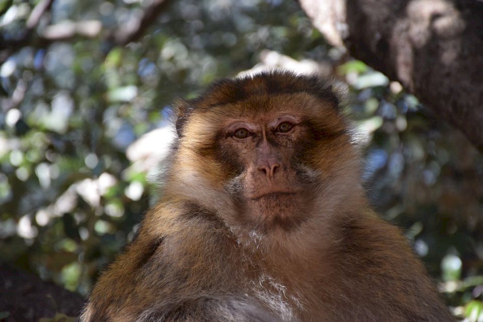 Barbary macaque pussel på nätet