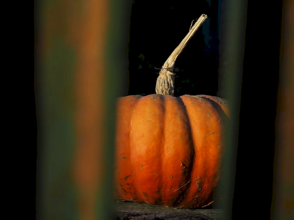 Pumpkin, harvest, autumn, online puzzle