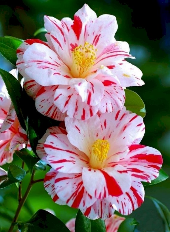 Camellias. online puzzle