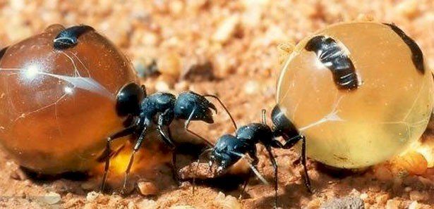 Méz hangya kirakós online