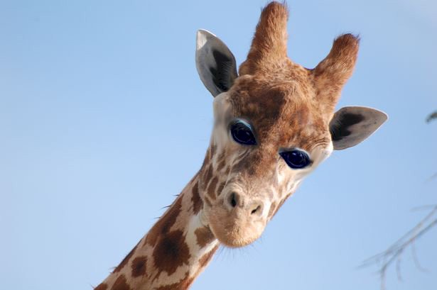 cum ar arăta animalele dacă ar avea ochi mici în față puzzle online