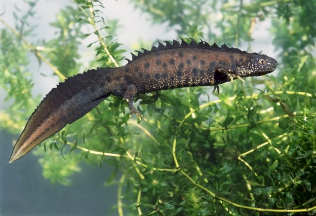 Crested newt jigsaw puzzle online