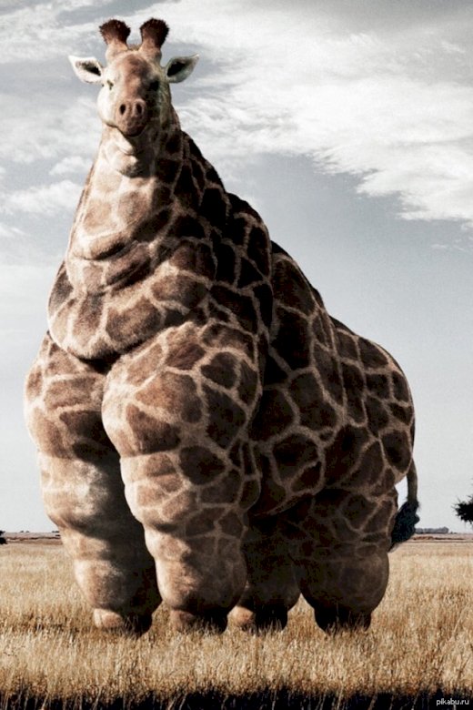 если бы жирафы были толстыми - онлайн-пазл