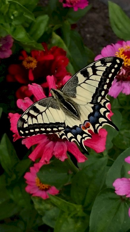 Schmetterling im Garten Online-Puzzle