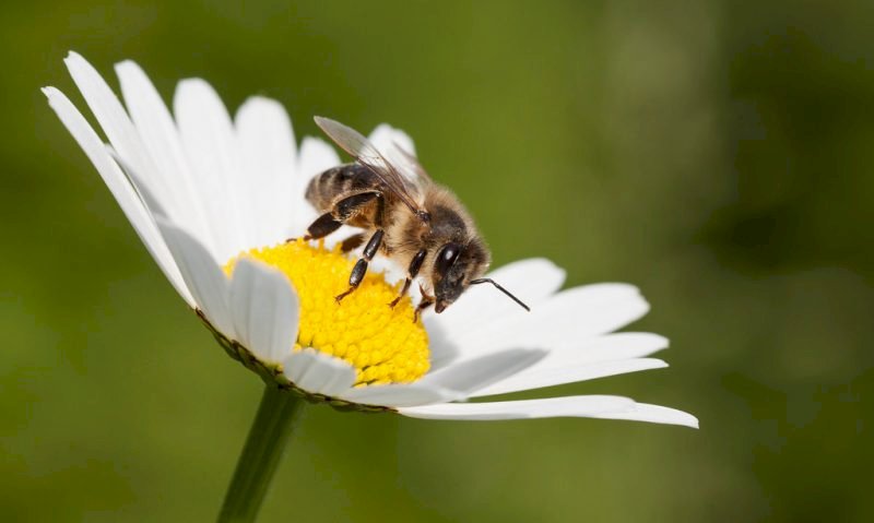 Бджола пазл онлайн