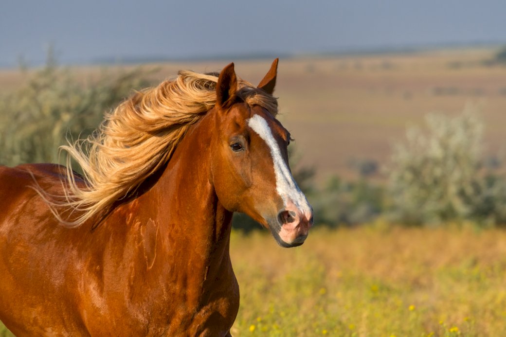gyönyörű ló online puzzle