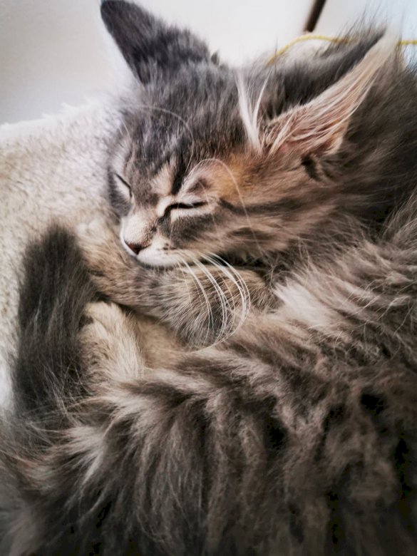 Slapende kitten online puzzel