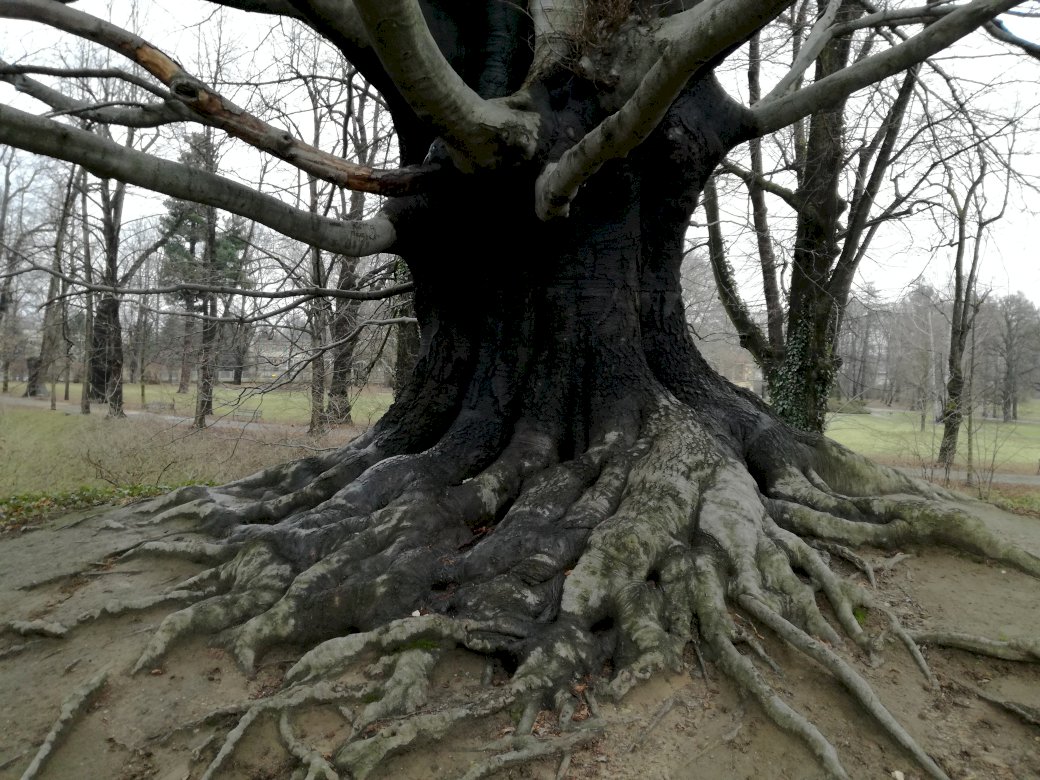 gammalt träd Pussel online