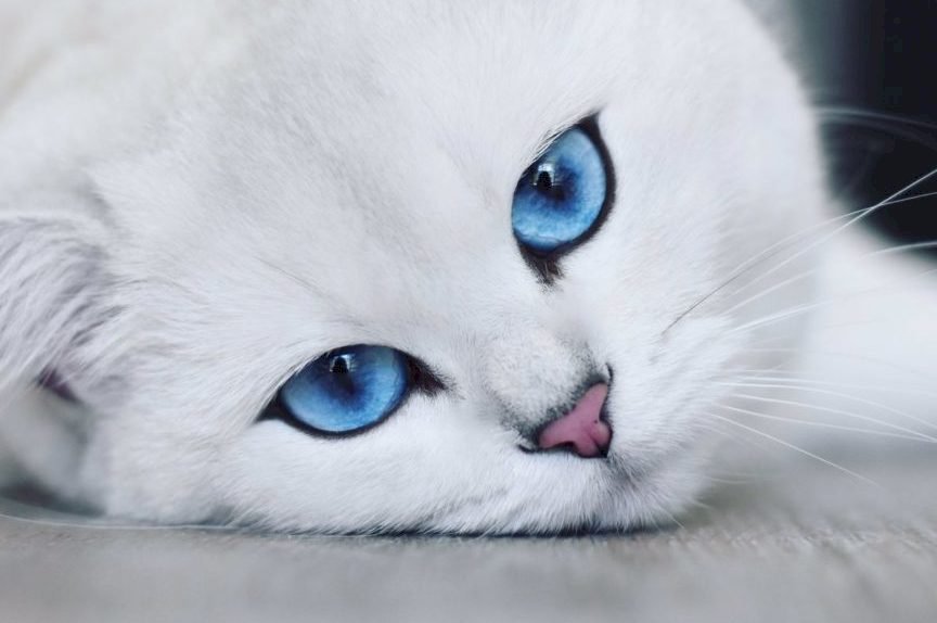 bílá kočička online puzzle