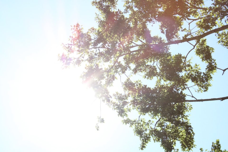 Sol som skiner på ett grönt träd pussel på nätet