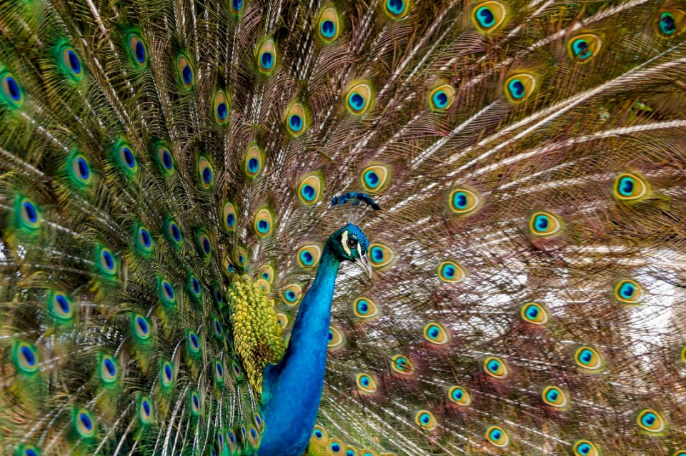Male Peacock jigsaw puzzle online