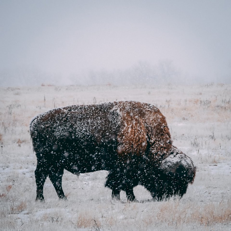 Buffel som äter på en vinter pussel på nätet