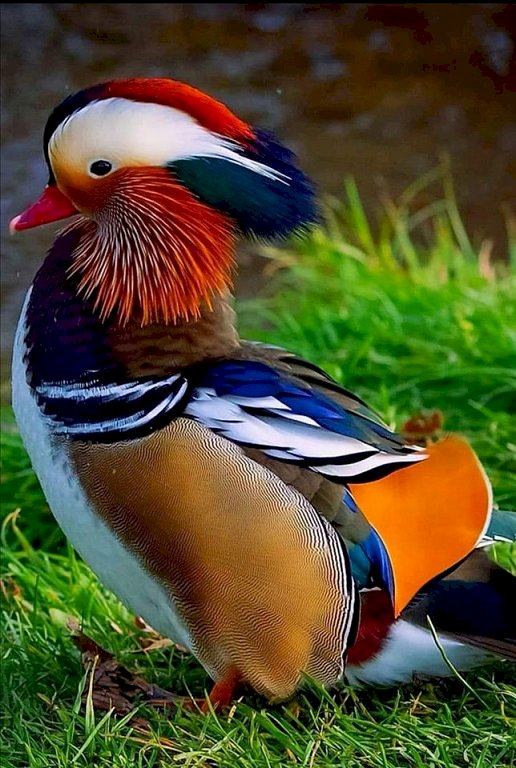 A colorful duck. online puzzle