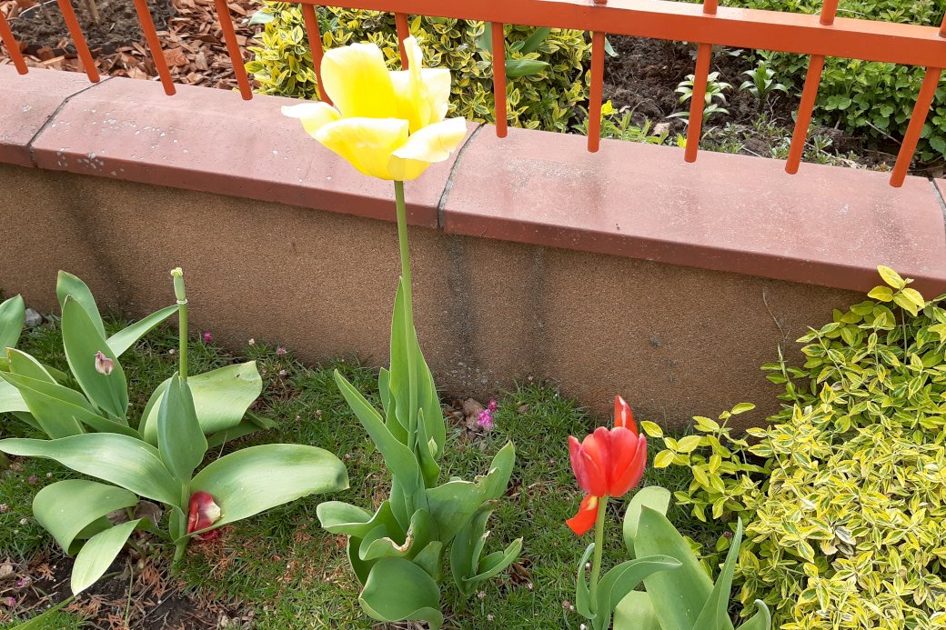 tulipanes desvaídos rompecabezas en línea