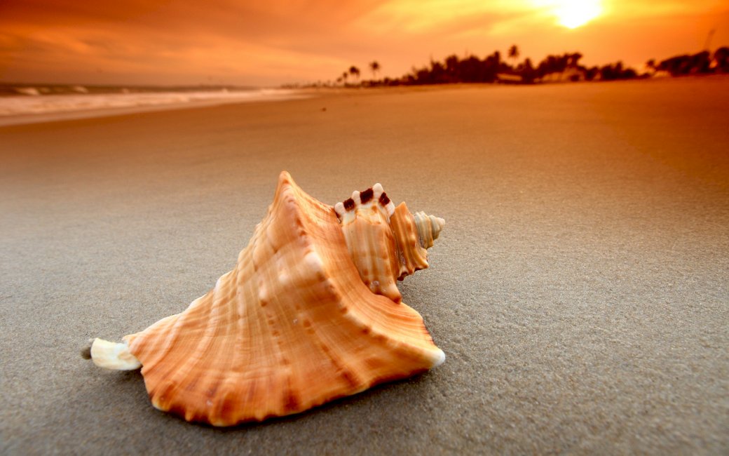 shell on the beach jigsaw puzzle online
