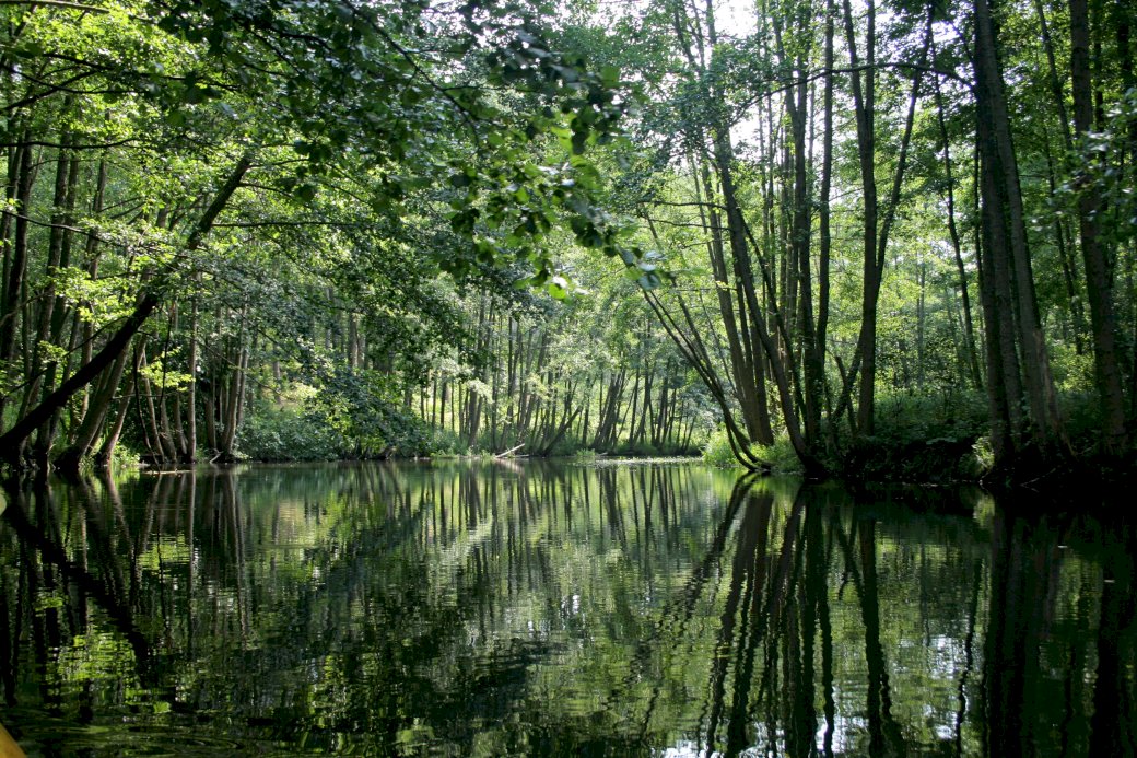 Forest and water jigsaw puzzle online