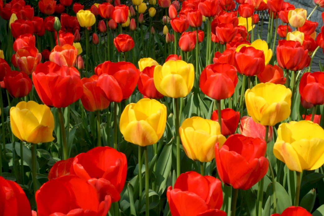 Разноцветные тюльпаны онлайн-пазл