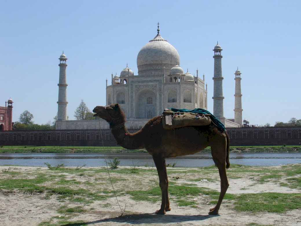velbloud Taj Mahal online puzzle