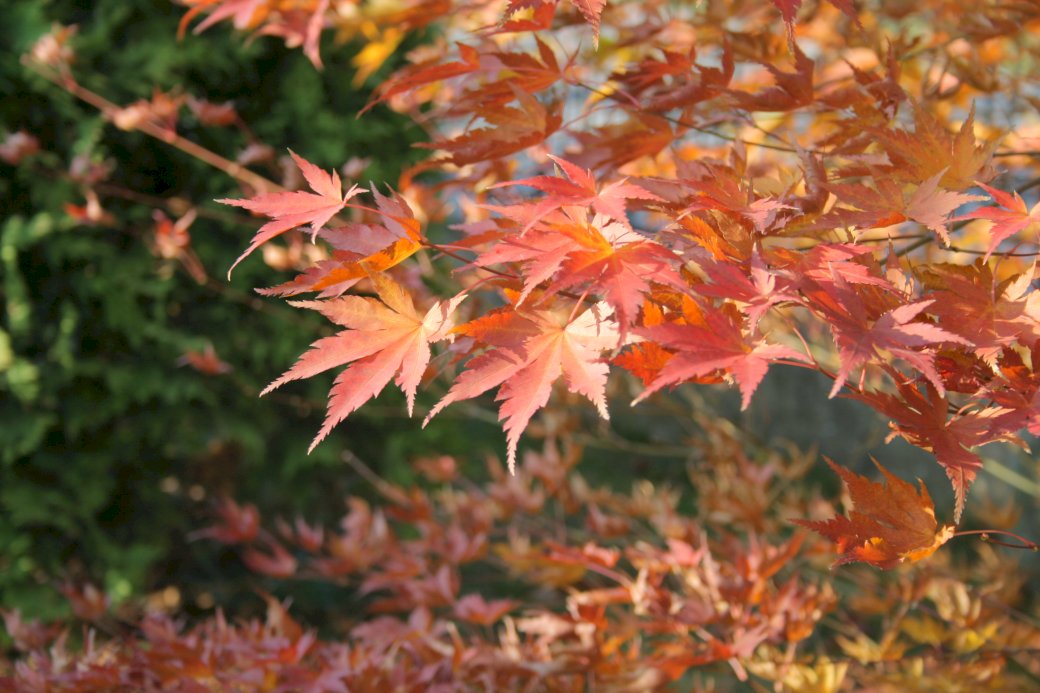 Autumn leaves online puzzle